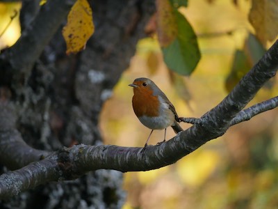 Le chant du rouge gorges au Col de Porte en Chartreuse