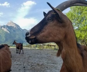 Chèvre sur fond de Grand Som - Photo de la Ferme des Petites Cornes