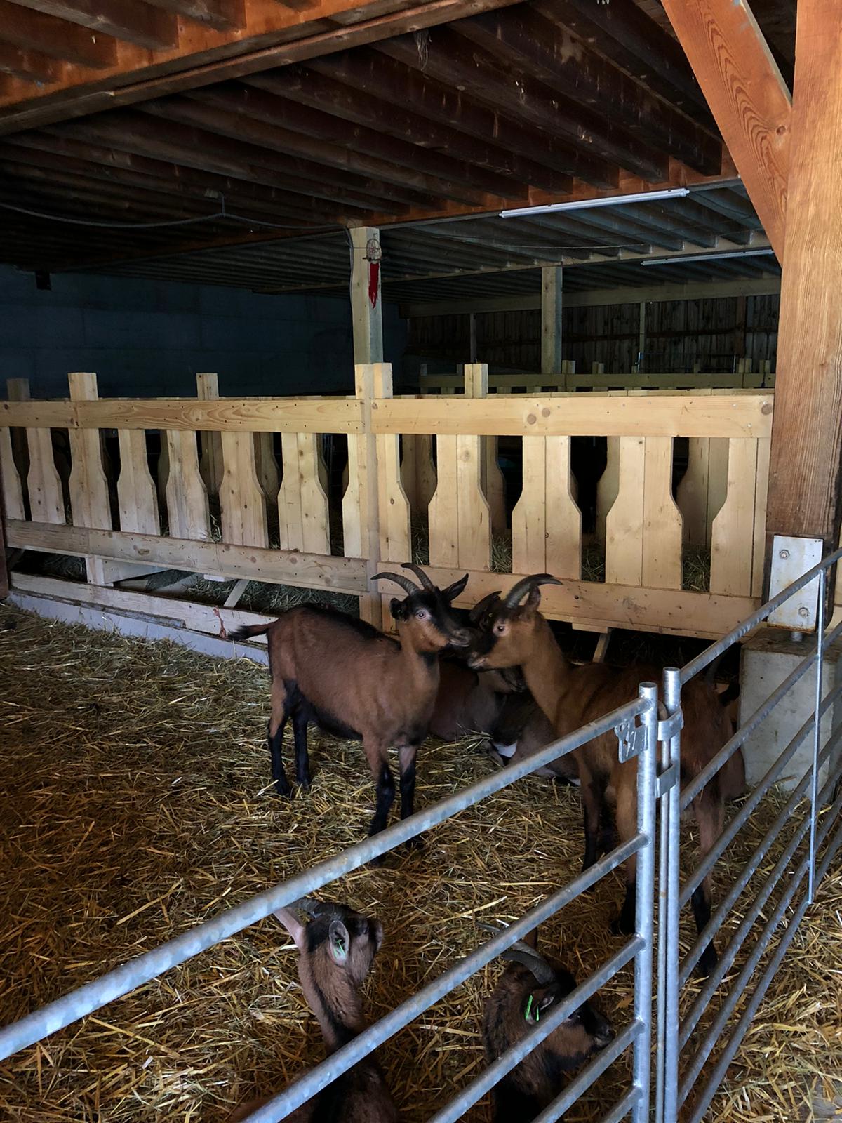 Les chèvres de la Ferme des Petites Cornes