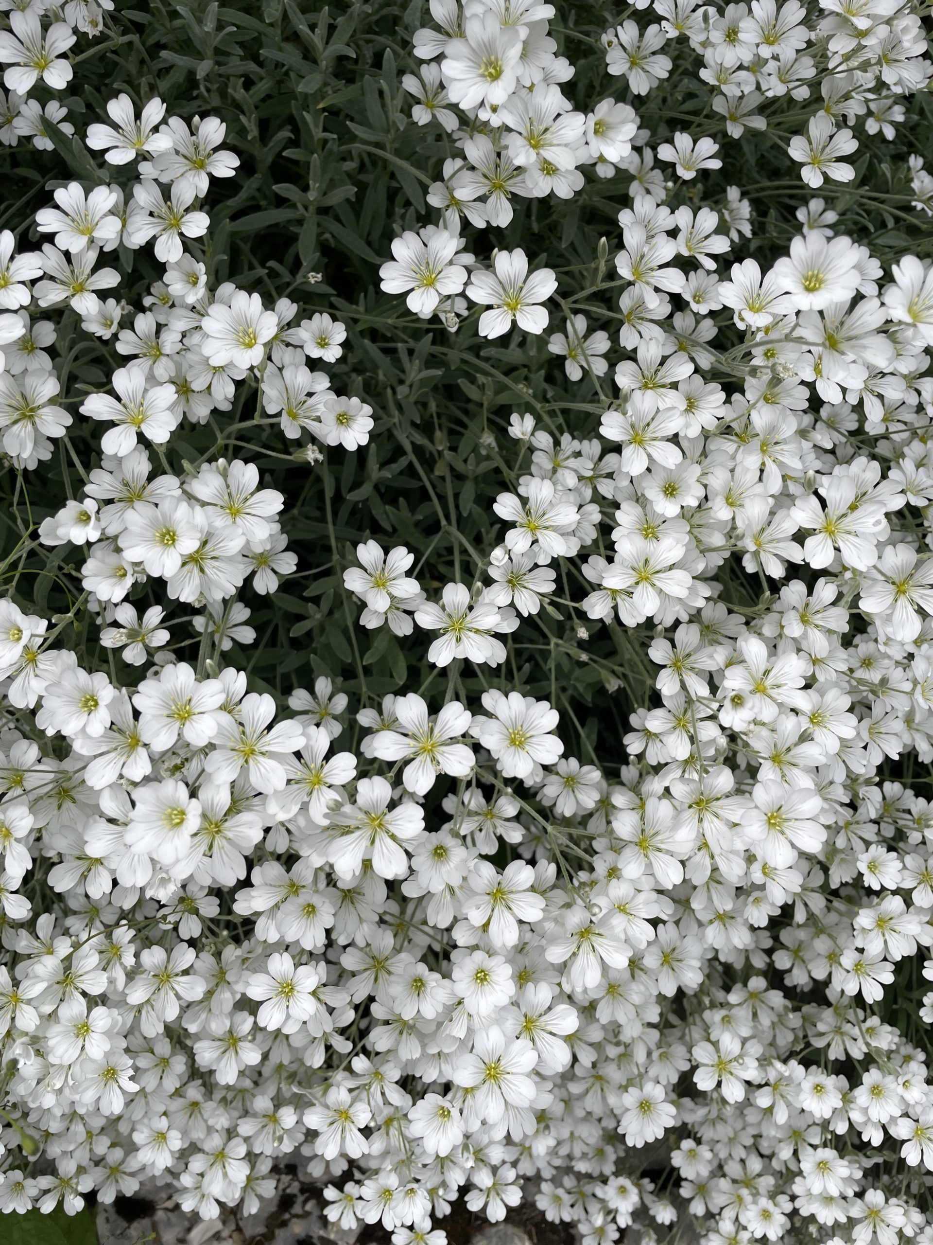 Cerastium