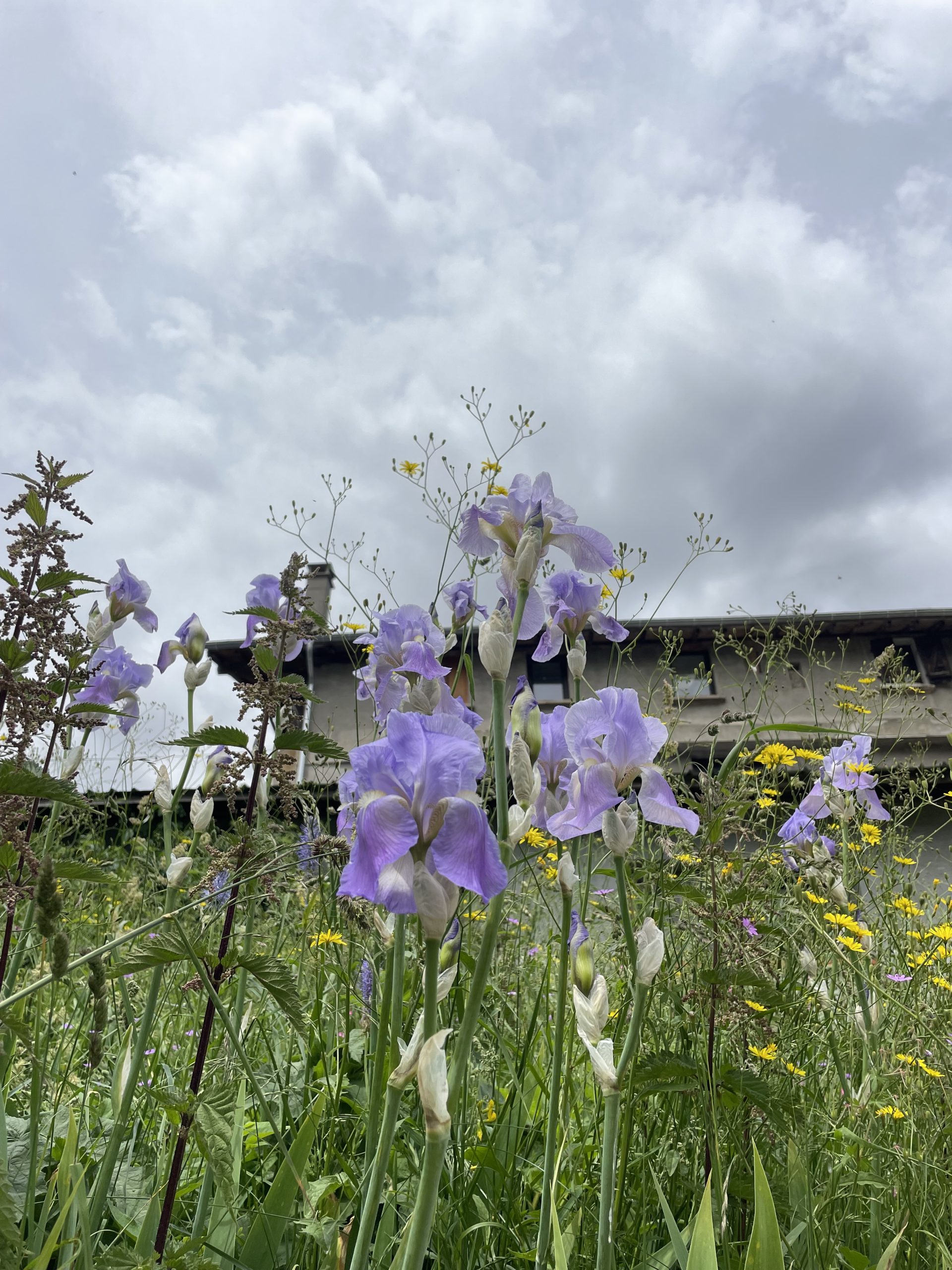 iris pallida