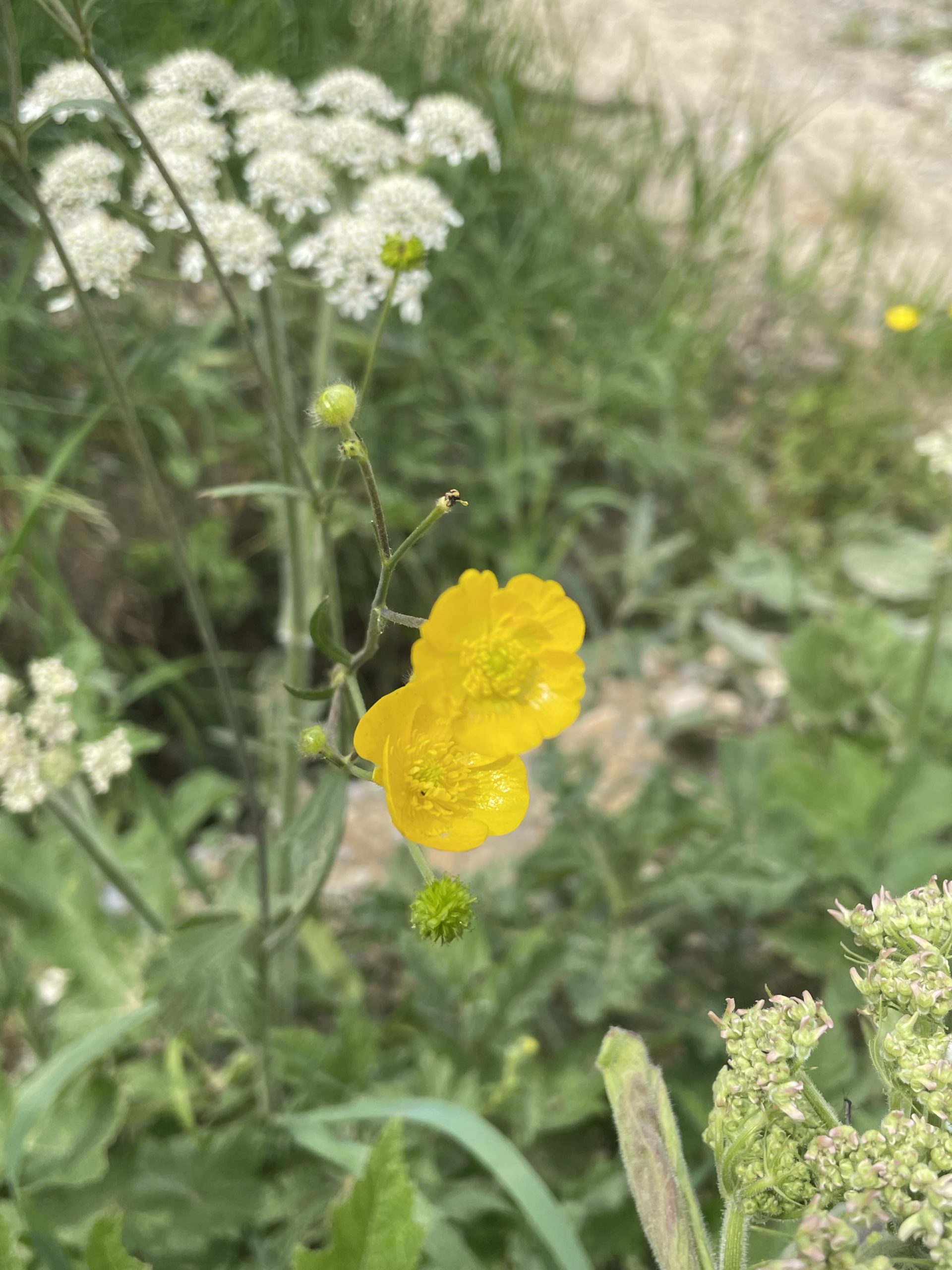 La flore du Col de Porte : les fleurs autour du Domaine