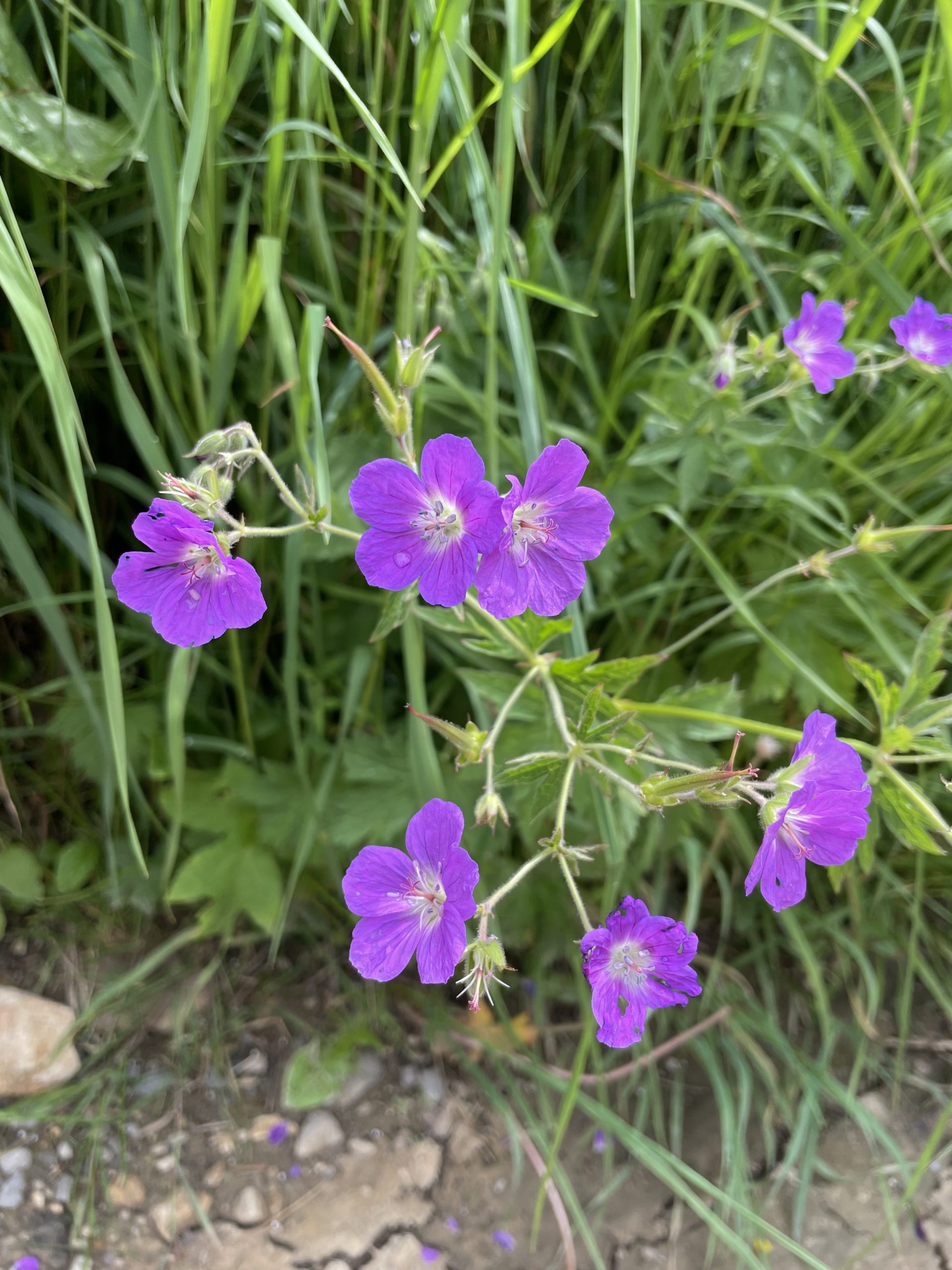 Géranium des bois
