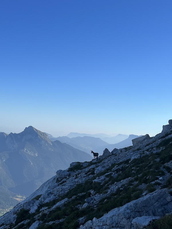 Chamois au sommet de Chamechaude